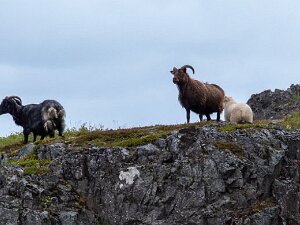 2016.06.28 - Island, Borgarfjörður til naturhavn