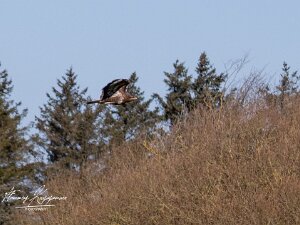 2022.03.20 - Rubjerg Knudes fyr